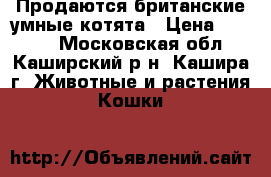 Продаются британские умные котята › Цена ­ 6 000 - Московская обл., Каширский р-н, Кашира г. Животные и растения » Кошки   